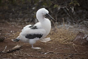 Seymour Gallery: Blue-footed Booby - A chick - North Seymour Island