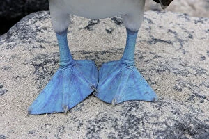 South America Collection: Blue-Footed Booby - close-up of feed. Espagnola Island - Galapagos