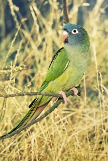 Blue-headed / Dusky-headed Conure Blue-headed / Dusky-headed Conure