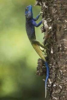 Blue Headed Tree Agama - on tree