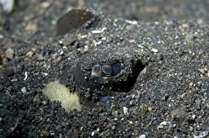 Images Dated 29th December 2006: Blue-spotted Fantail Ray buried in black sand