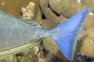 Naso Gallery: Blue-tailed Unicornfish - Tail - Night dive