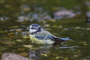 Blue Tit - adult bird bathing - Germany