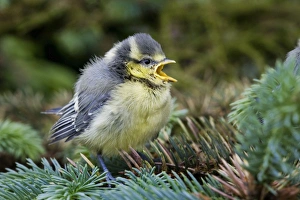 Blue tit - chick in pine tree Blue tit - chick in pine tree