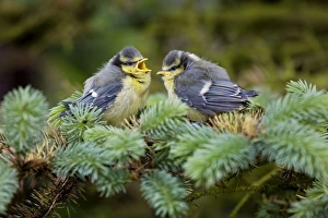 Blue Tit - two chicks in pine tree Blue Tit - two chicks in pine tree