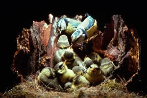 BLUE TIT - Feeding 16 day old chicks