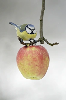 Blue Tit - Feeding on apple put out for birds in garden, winter time Blue Tit - Feeding on apple put out for birds in garden, winter time