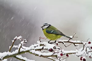 Blue Tit - feeding on hawthorn in falling snow