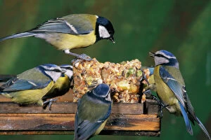 Images Dated 16th May 2008: Blue Tit - & Great Tit (Parus major) at bird table