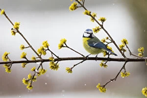 Blue Tit - perched on flowering Cornelian Cherry branch, North Hessen, Germany Date: 11-Feb-19