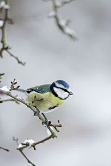 Images Dated 19th December 2009: Blue Tit - in winter - with snow on trees