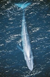 Images Dated 14th April 2011: Blue Whale DOC 210 Mexico Balaenoptera musculus © Doc White / ardea.com