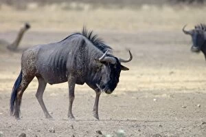 Images Dated 13th October 2005: Blue Wildebeest / Brindled Gnu / Common Wildebeest / White-bearded Wildebeest - Bull displaying