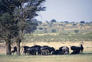 Images Dated 8th January 2006: Blue wildebeest / Common wildebeest / Brindled Gnu / White-bearded wildebeest - herd resting in
