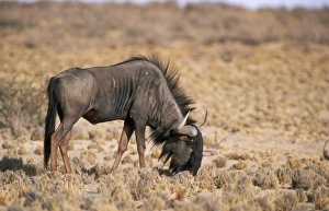 Blue WILDEBEEST - grazing on grass stumps Blue WILDEBEEST - grazing on grass stumps