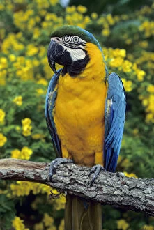 Blue and Yellow Macaw, (Ara ararauna), captive