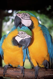 Blue and Yellow MACAWS / Blue and Gold macaws - X2 preening