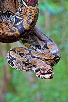 Reptiles Gallery: Boa Constrictor Amazon river basin Manaus Amazonas