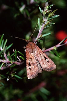 Images Dated 22nd January 2009: Bogong Moth - Single on branchlet, during spring migration, Australia JPF03348
