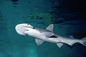 Bonnethead / Shovelhead SHARK Bonnethead / Shovelhead SHARK