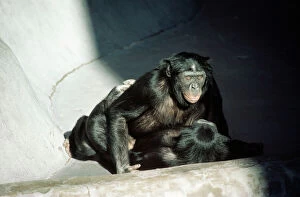 Bonobo / pygmy CHIMPANZEES - Copulating, male on top