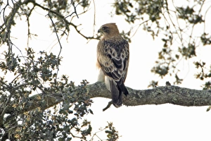 Booted Eagle - pale version, resting in cork oak Booted Eagle - pale version, resting in cork oak