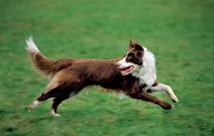 Border Collie brown running in garden looking backwards Border Collie brown running in garden looking backwards