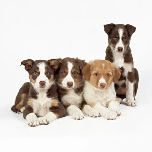 Four Collection: Border Collie Cross Dog - puppies