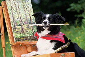 Border COLLIE DOG - at painting easel Border COLLIE DOG - at painting easel