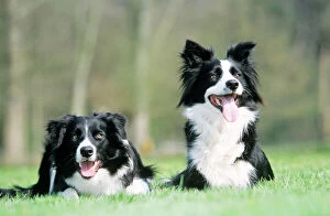 Related Images Collection: Border Collie Dog - x 2 sitting on grass