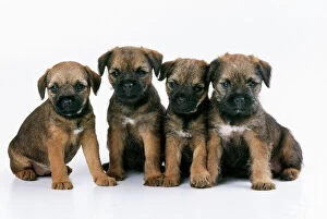 Four Collection: Border Terrier Dog - puppies