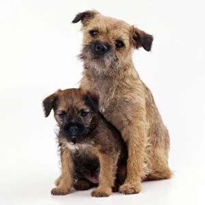 Friends Collection: Border Terrier Dog With puppy