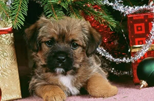 Decorations Collection: Border Terrier Dog - puppy under Christmas tree