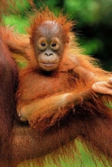Rainforest Collection: Borneo Orang utan - baby - Camp Leaky - Tanjung Puting N.P. - Kalimantan/Borneo - Indonesia