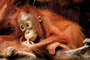 Primate Gallery: Borneo Orangutan - baby
