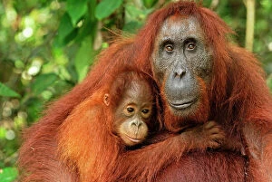 Affection Collection: Borneo Orangutan - female with baby. Camp Leaky, Tanjung Puting National Park, Borneo, Indonesia