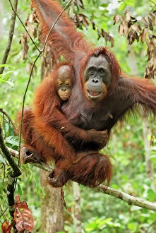 Primate Gallery: Borneo Orangutan - female with baby (Pongo pygmaeus)
