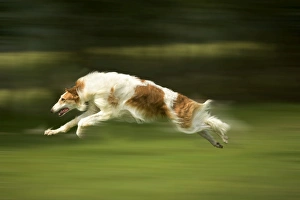 Borzoi / Russian Wolfhound - running Borzoi / Russian Wolfhound - running
