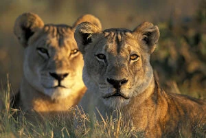 Okavango Gallery: Botswana, Chobe National Park, Lionesses