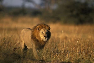 Okavango Gallery: Botswana, Chobe National Park, Male lion