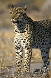 Botswana, Moremi Game Reserve, Adult Female