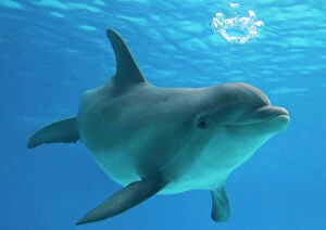 Dolphins Collection: Bottlenose dolphin - blowing air bubbles underwater