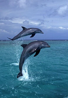 Dolphins Collection: Bottlenose dolphin Carribean. Off Roatan Island, Honduras, Central America
