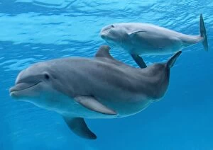 bottlenose dolphin - female and her calf