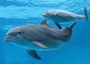bottlenose dolphin - female and her calf bottlenose dolphin - female and her calf