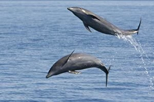 Marine Animals Gallery: Bottlenose Dolphin - leaping