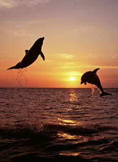 Bottlenose Dolphin - two leaping at sunset