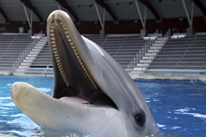 Bottlenose Dolphin - with mouth wide open above surface Bottlenose Dolphin - with mouth wide open above surface