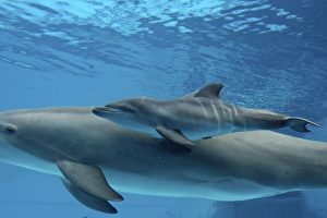 Bottlenose Dolphin - Newborn Baby / Calf dolphin showing foetal marks just after birth Bottlenose Dolphin - Newborn Baby / Calf dolphin showing foetal marks just after birth