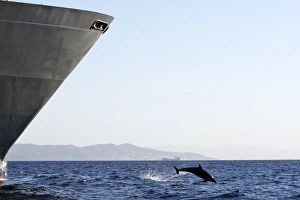 Bottlenose Dolphin - playing / bow riding in front of cargo ship in the strait of Bottlenose Dolphin - playing / bow riding in front of cargo ship in the strait of